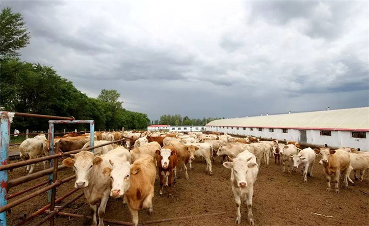 ��ҩӰ��ҩ���ЧӦ����������